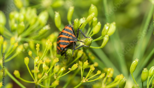 Graphosoma italicum is one of two species that exist