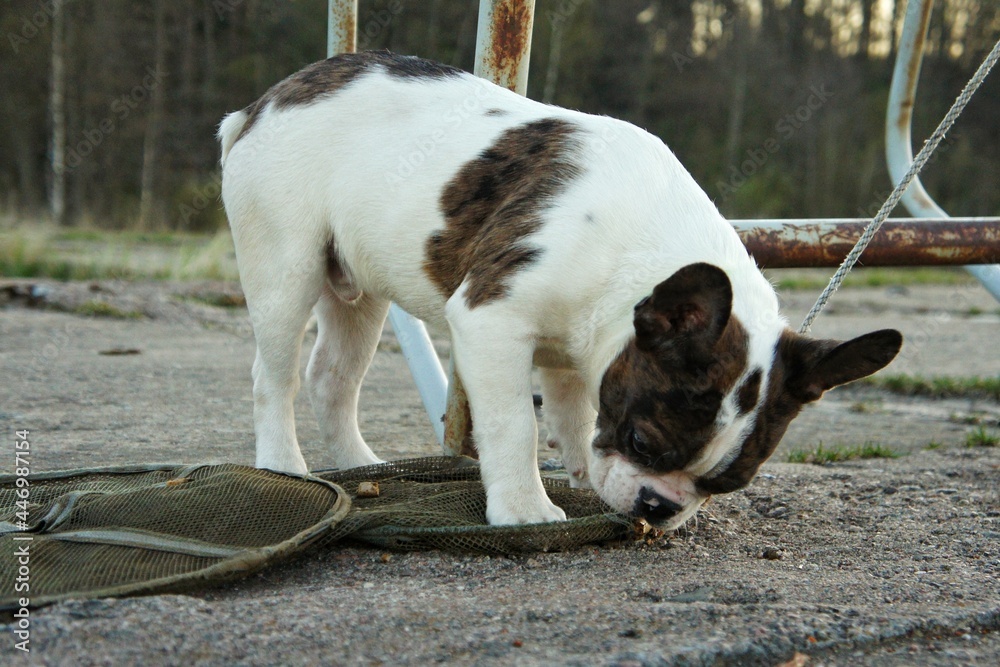 White and black French Bulldog sniffing something on the ground
White and black French Bulldog sniffing something on the ground