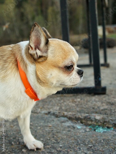 A small dog with a red collar looks in front of him  © George_SPB