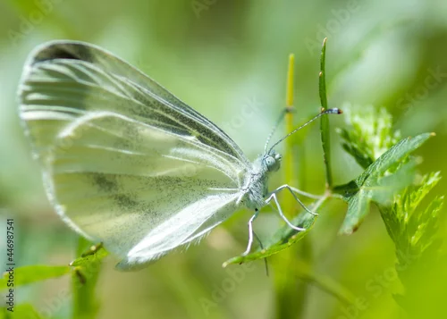 Obraz Bielinek motyl