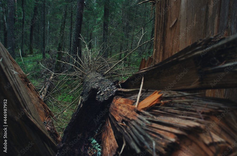 Fototapeta premium A fallen tree lies on the ground in a dark green forest