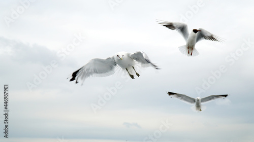 birds gulls a flock flying over the water of the river