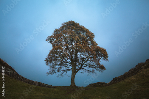A lonesome tree stands between two rolling hills. photo