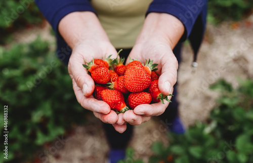 Close up of cupped hands holding strawberries in a strawberry field.