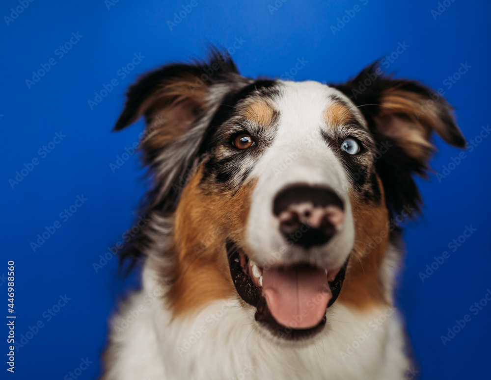 Blue Merle Australian Shepherd portrait in front of blue background Blue Merle Australian Shepherd portrait in front of blue background