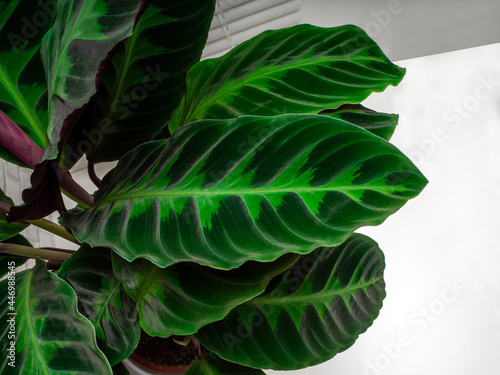 Calathea warscewiczii is a species of evergreen, perennial, herbaceous plant photo