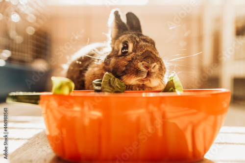 Dwarf Rabbit eating lettuce in a carrot bowl