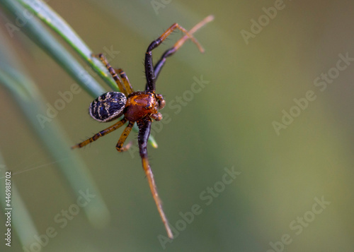 Xysticus lanio – Bokochód boczeń