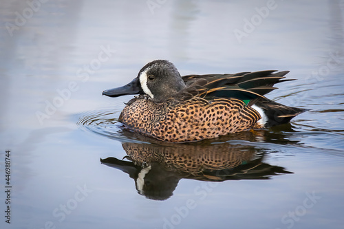 A Blue-winged Teal Swimming in a Lake photo