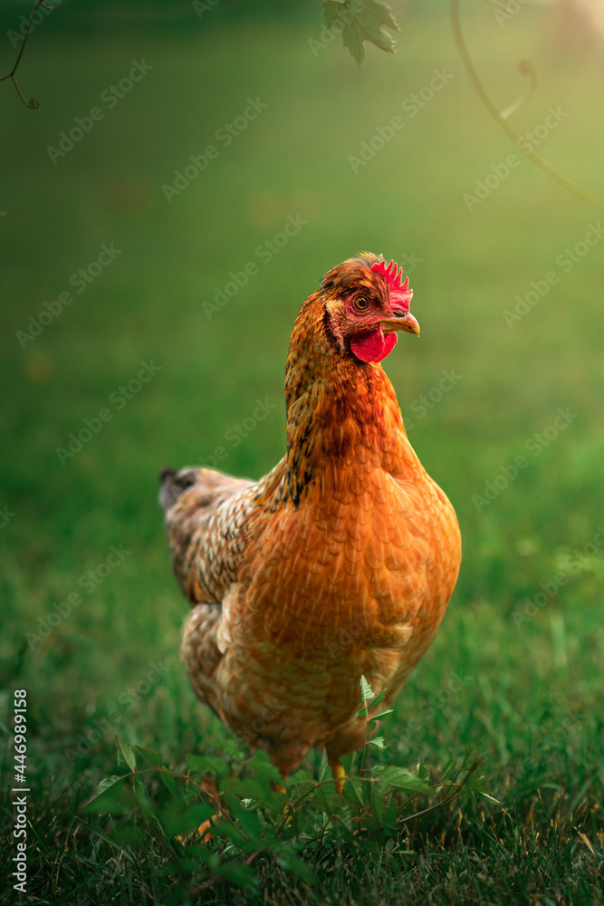 Fototapeta premium Easter Egger chicken standing in the grass underneath grape vines