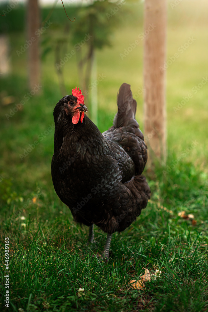 Australorp chicken standing in the grass
