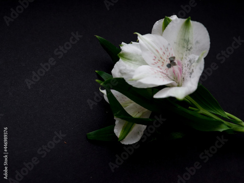 Big white flower on a dark background