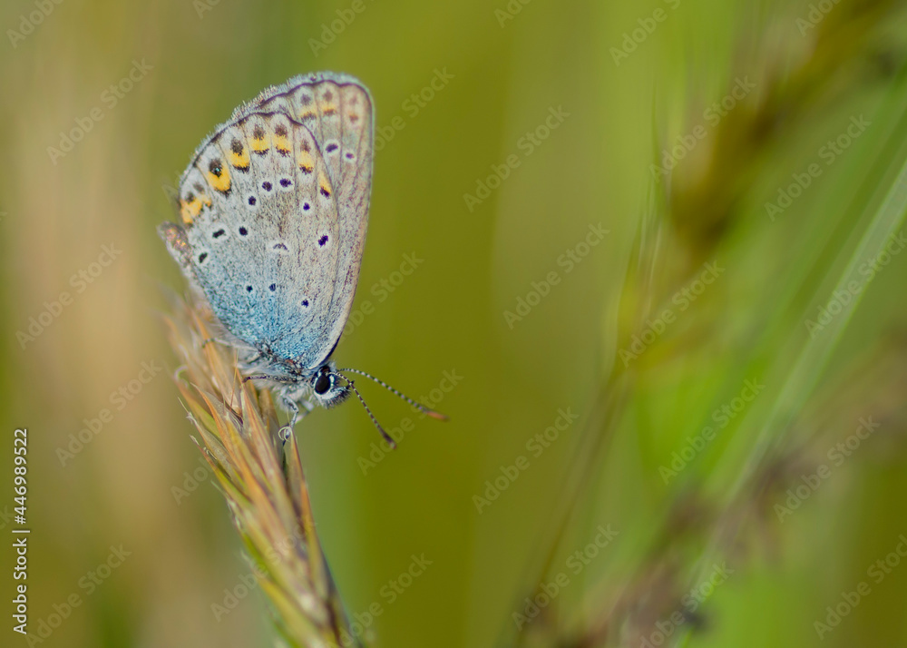 Obraz premium Modraszek motyl