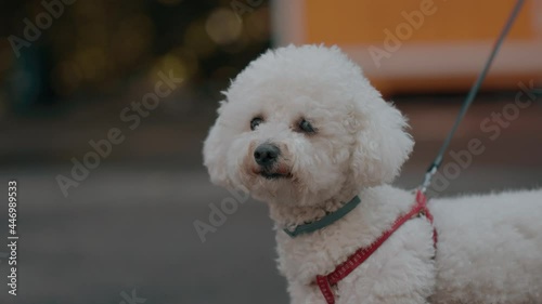 funny cute white dog smile 