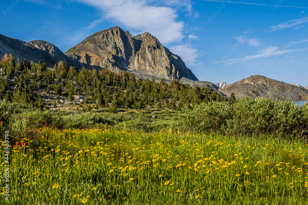 Wildflowers by Duck Lake in Sierra Nevada mountains
