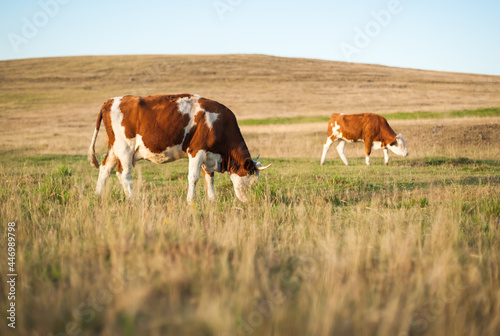 Cows on mountain pasture grazing the grass in a field surrounded by mountains. Beautiful summer scenery in mountains. Harmony with nature