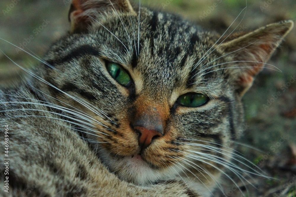 A gray cat with black stripes and green eyes looks at the camera
