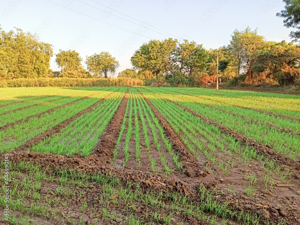 farm field rows at country side with new growing crops