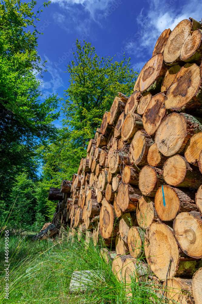 Logging industry. The timber is used for wood pellets, bark chips, furniture, or other fuels