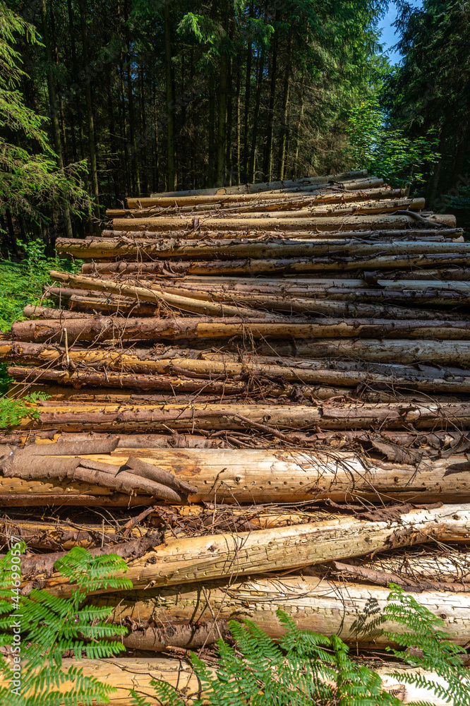 Logging industry. The timber is used for wood pellets, bark chips, furniture, or other fuels Logging industry. The timber is used for wood pellets, bark chips, furniture, or other fuels