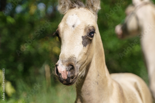 Portrait of a foal
