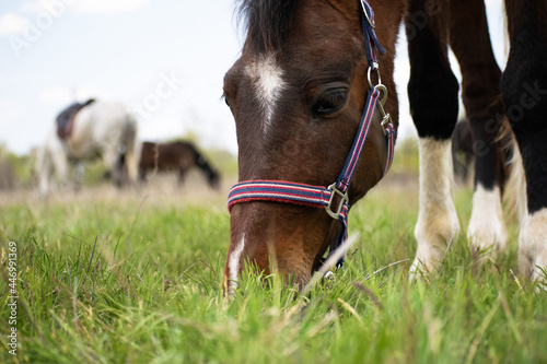 Fototapeta Naklejka Na Ścianę i Meble -  horse eating grass