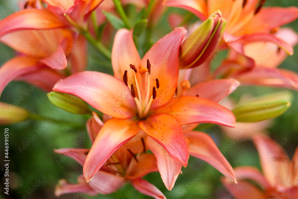 orange lily flower