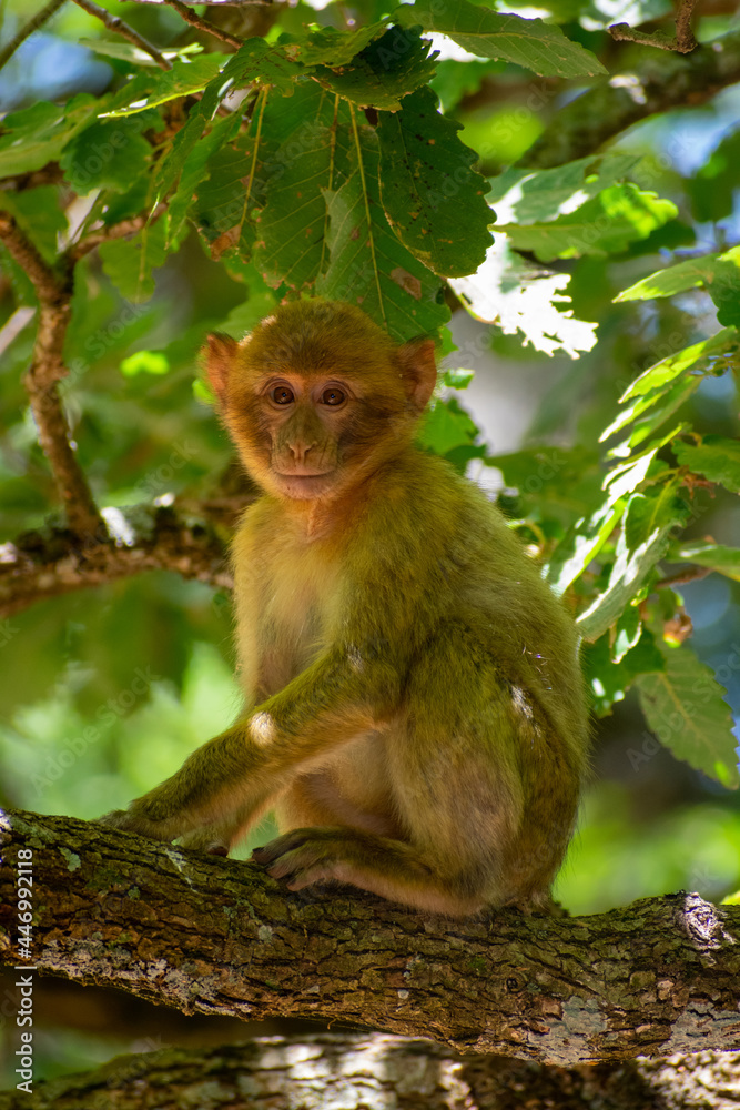 Vertical Close-up shot of young Barbary macaque (Macaca sylvanus) perching on a tree. Vertical Close-up shot of young Barbary macaque (Macaca sylvanus) perching on a tree.