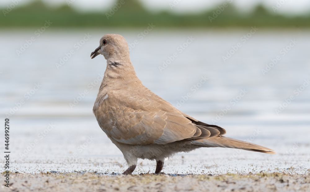 bird, taube, taube, natur, tier, wild lebende tiere, feather, friede, bird, taube, taube, natur, tier, wild lebende tiere, feather, friede,