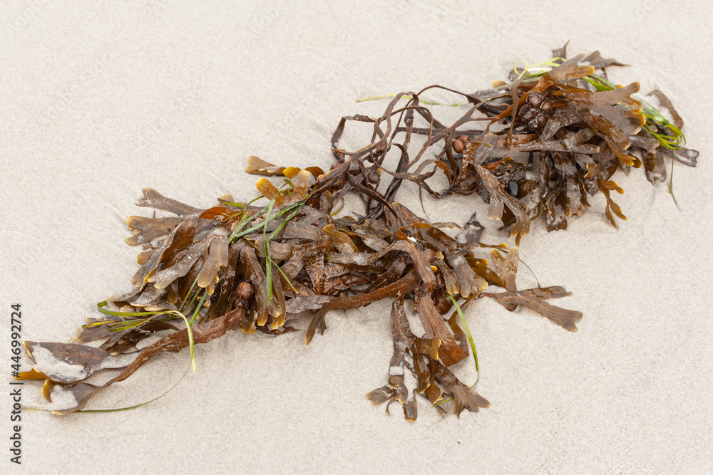 Am Strand liegt eine zu einem Knäuel verschlungene braune Alge. Am Strand liegt eine zu einem Knäuel verschlungene braune Alge.