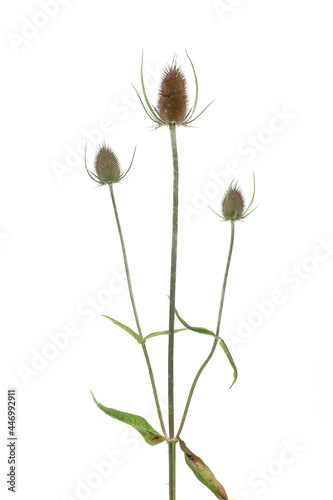 Burdock  thistle isolated on white background with clipping path