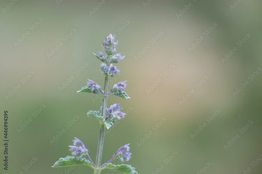 Fototapeta premium Spring Cat Mint