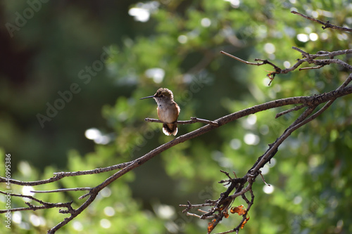 Flustered Hummingbird