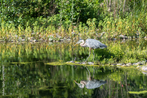 Great blue heron in an enclosed lagoon near a lake - late afternoon light, summer
