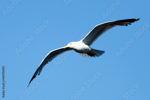 Stunning close-up view of a seagull with spread wings flying in a blue sky. Sardinia, Italy