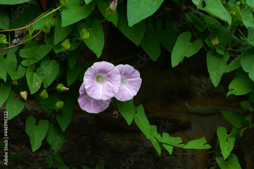 Ackerwinde photo