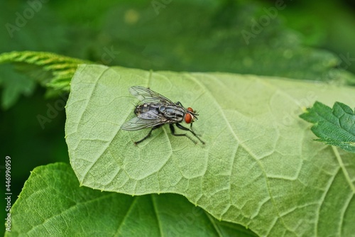 one big gray fly sits on a green leaf of a plant in a summer park