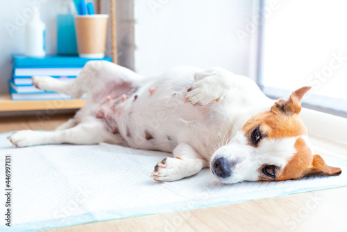 A cute dog jack russell terrier lying on the table at the reception at the veterinary clinic. The dog is awaiting examination by the vet doctor. Pet health care concept.