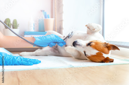 A vet doctor in blue gloves examines a lying obedient dog Jack Russell Terrier, listening to the breath or heart with a stethoscope. Veterinary care for pets. Consultation in the vet clinic.