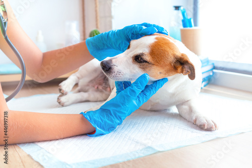 A veterinarian in blue gloves examines the head of a Jack Russell Terrier dog, checks his hearing and vision. Dentist of pets. Pet health care concept. Consultation at the veterinary clinic.