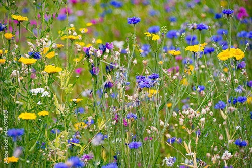 Aiuola con fiori di prato photo