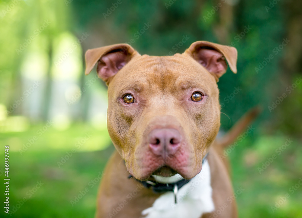 A red and white Pit Bull Terrier mixed breed dog looking at the camera