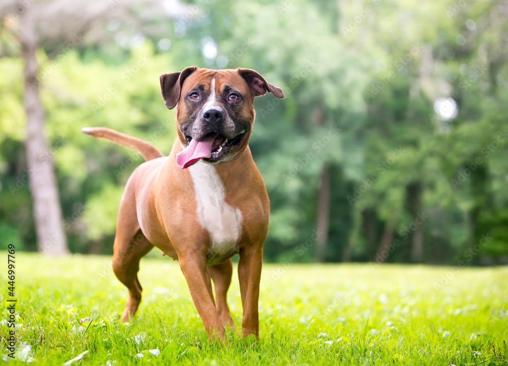 A Boxer x Pit Bull Terrier mixed breed dog with a long tongue standing outdoors and panting