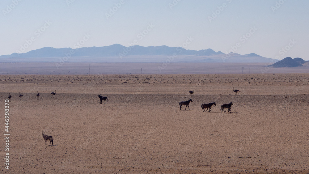 Wild horses, an gemsbok and few ostriches sharing the Namib Desert