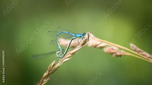 Nehalennia speciosa - mating pests on grass blades. The socks mate in a meadow full of sunlight.