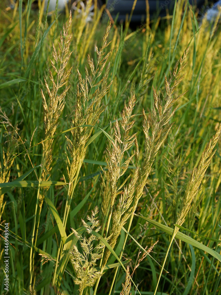 grass plant with flowers in summer on meadow grass plant with flowers in summer on meadow