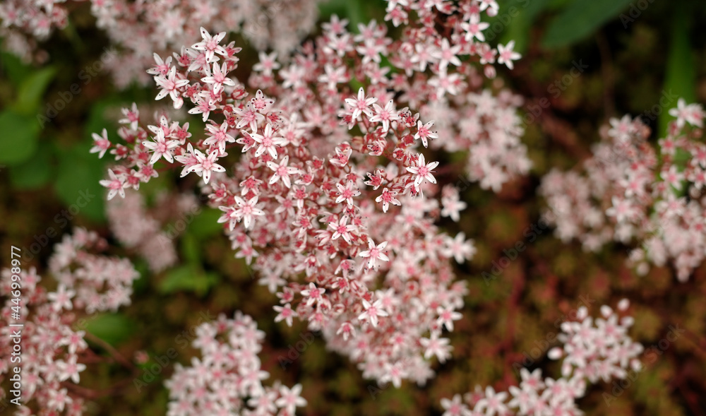 Stonecrop murale is a plant particularly suitable for rock gardens, stone walls and for green roofs. It loves a sunny and dry location and has pale pink flowers Stonecrop murale is a plant particularly suitable for rock gardens, stone walls and for green roofs. It loves a sunny and dry location and has pale pink flowers