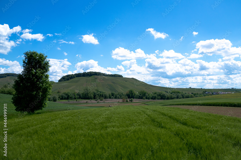 Weinberge Felder Sommer Wolkenhimmel Weinanbau Reben Rebstock Landschaft Schäfchenwolken
