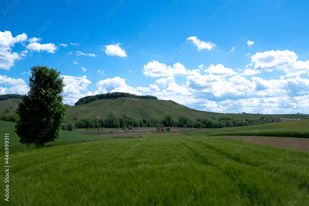 Obraz premium Weinberge Felder Sommer Wolkenhimmel Weinanbau Reben Rebstock Landschaft Schäfchenwolken