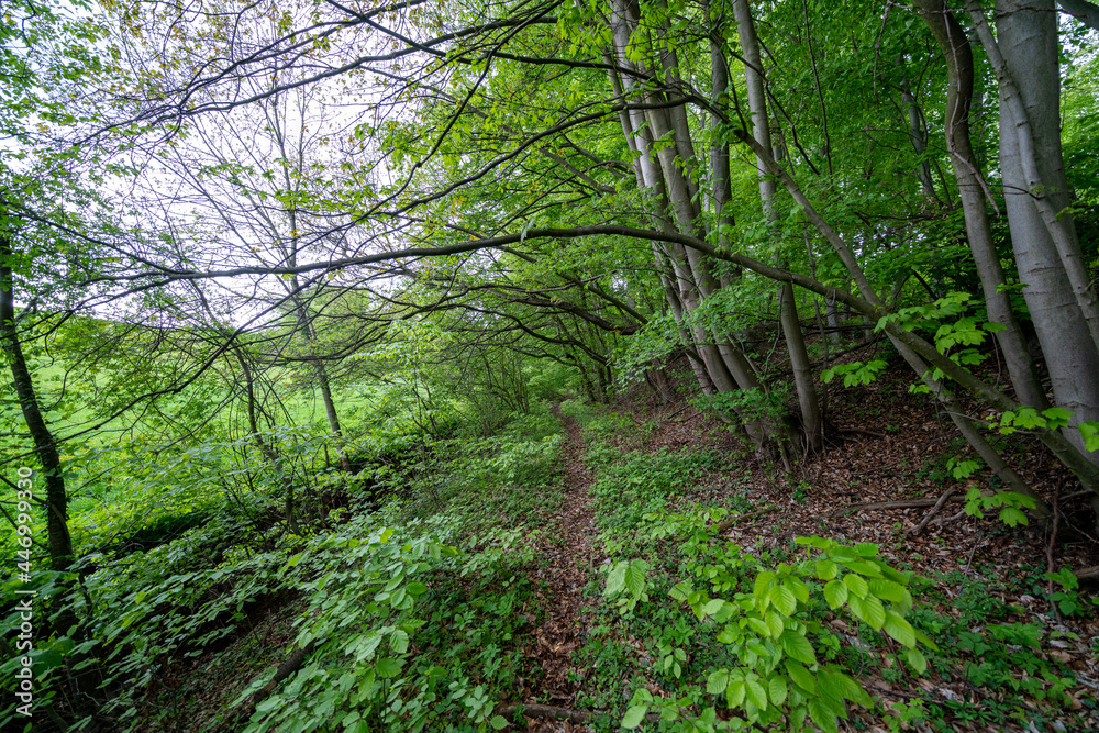 The Buchholzwald in Thuringia is a wonderful example of the natural beauty that this region of Germany has to offer. The Buchholzwald in Thuringia is a wonderful example of the natural beauty that this region of Germany has to offer.